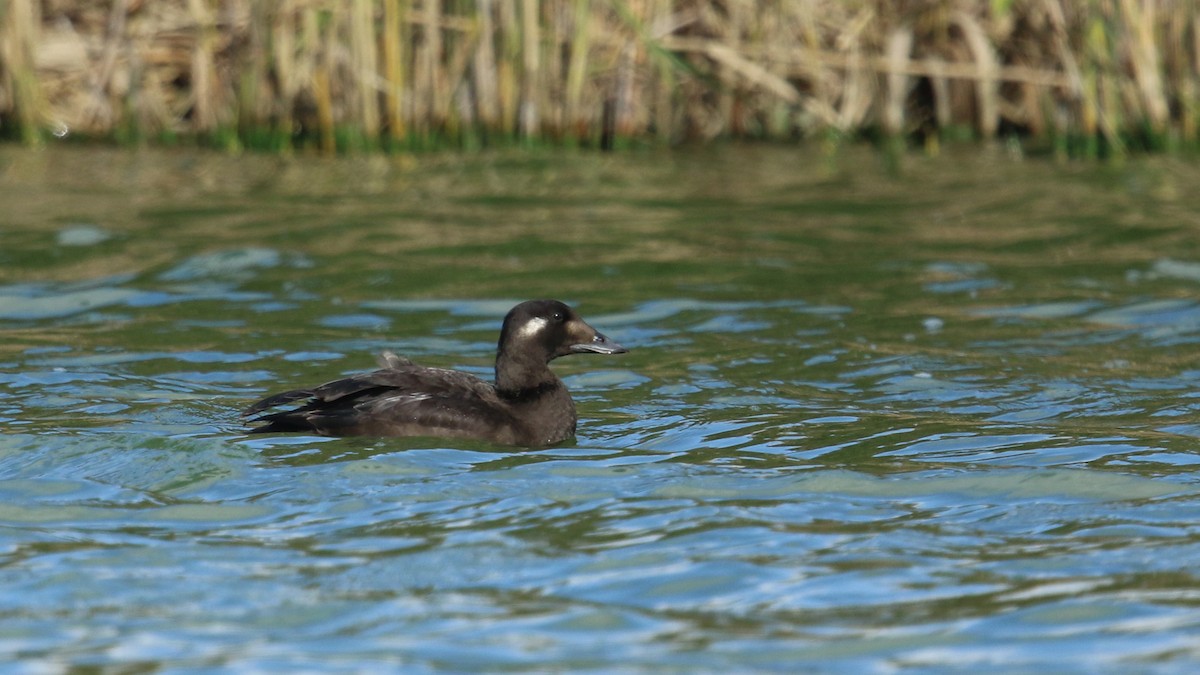 White-winged Scoter - ML118641791