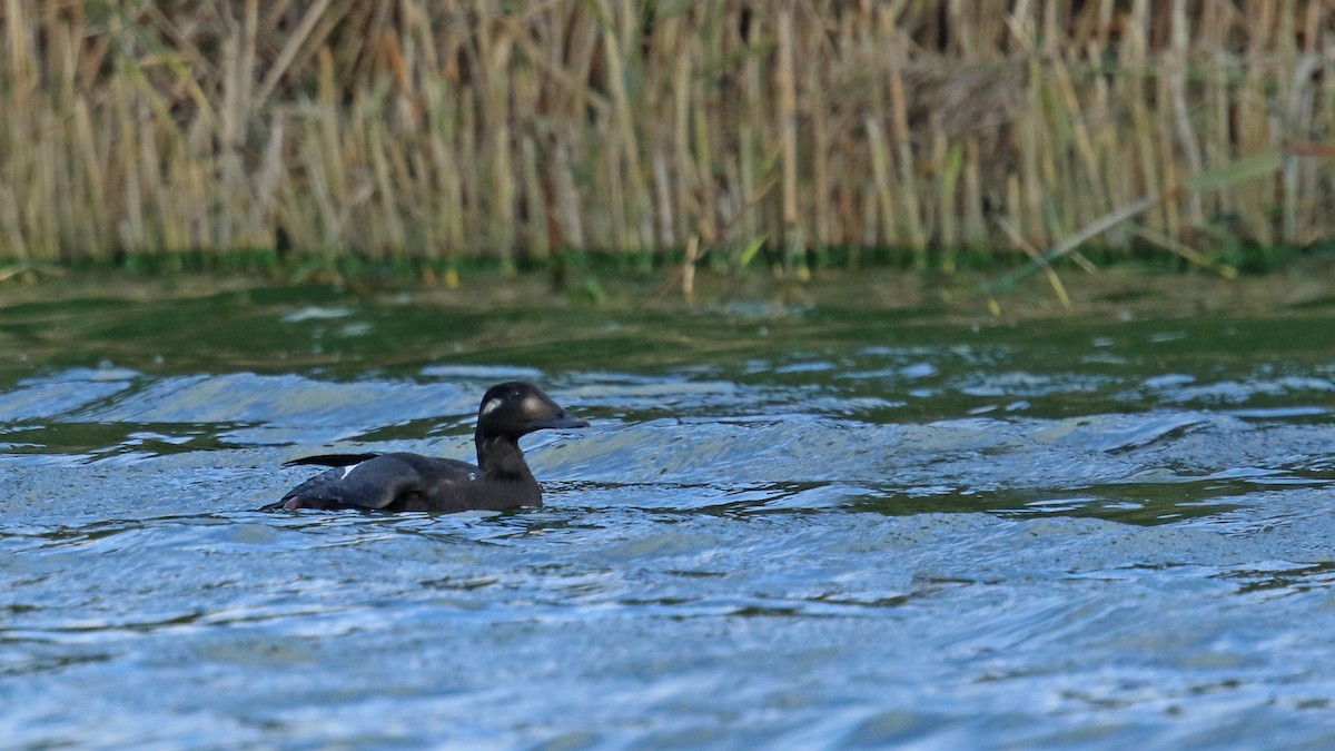 White-winged Scoter - Daniel Jauvin