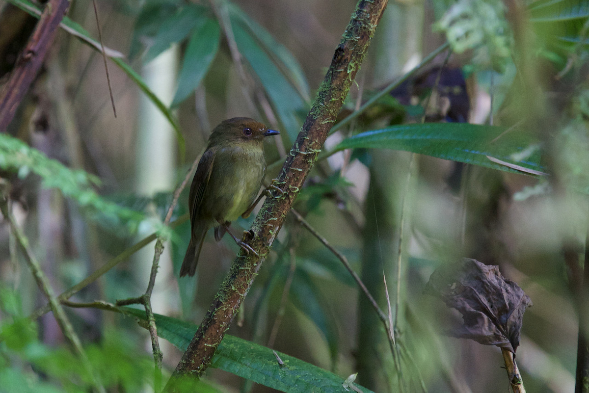 Hazel-fronted Pygmy-Tyrant - ML118642241