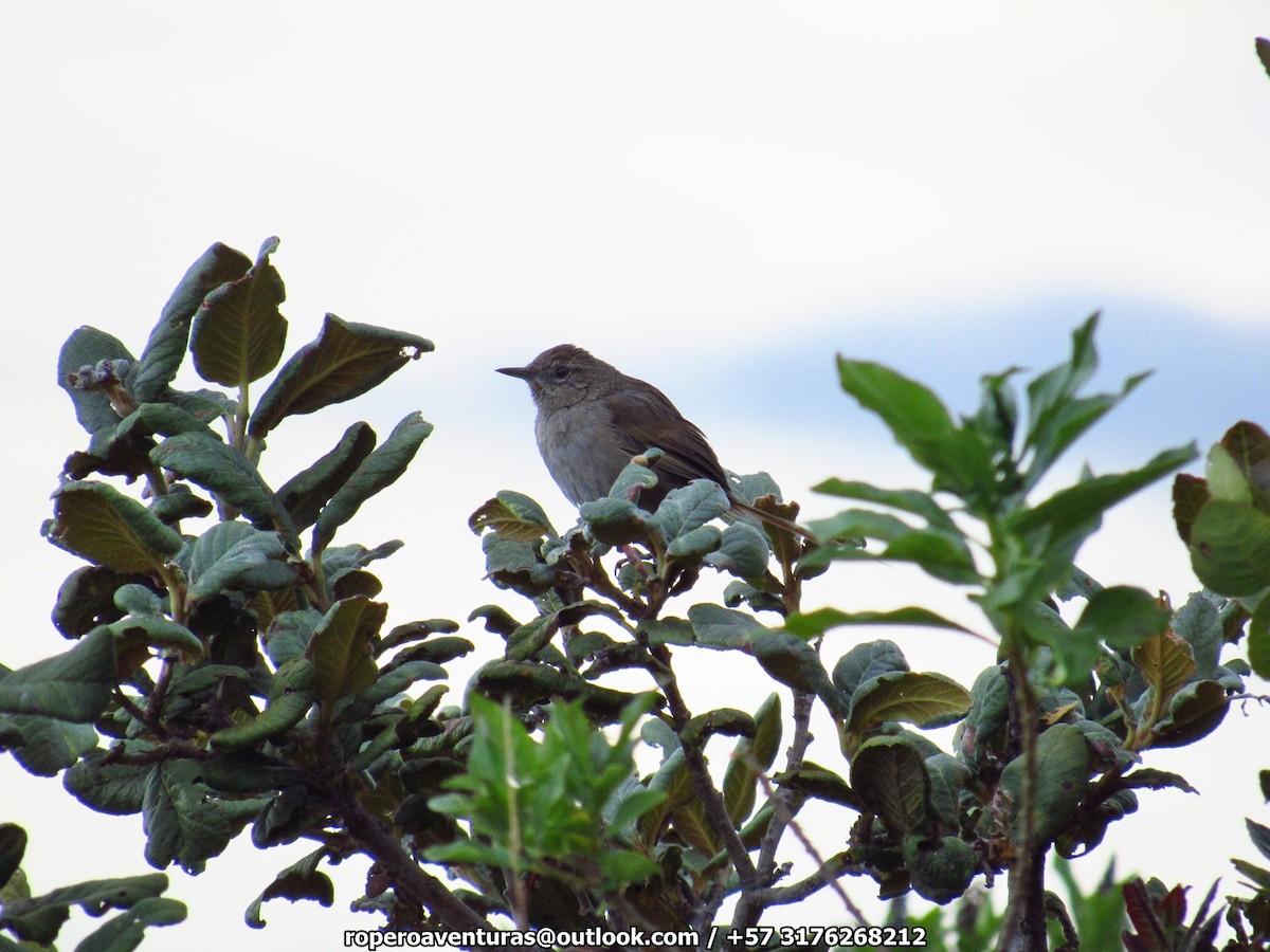 Perijacanastero - ML118645711