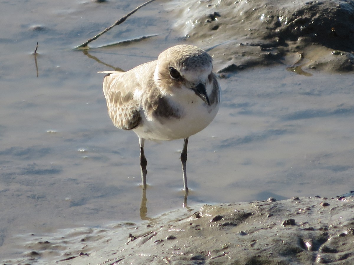 Kentish Plover - Anonymous