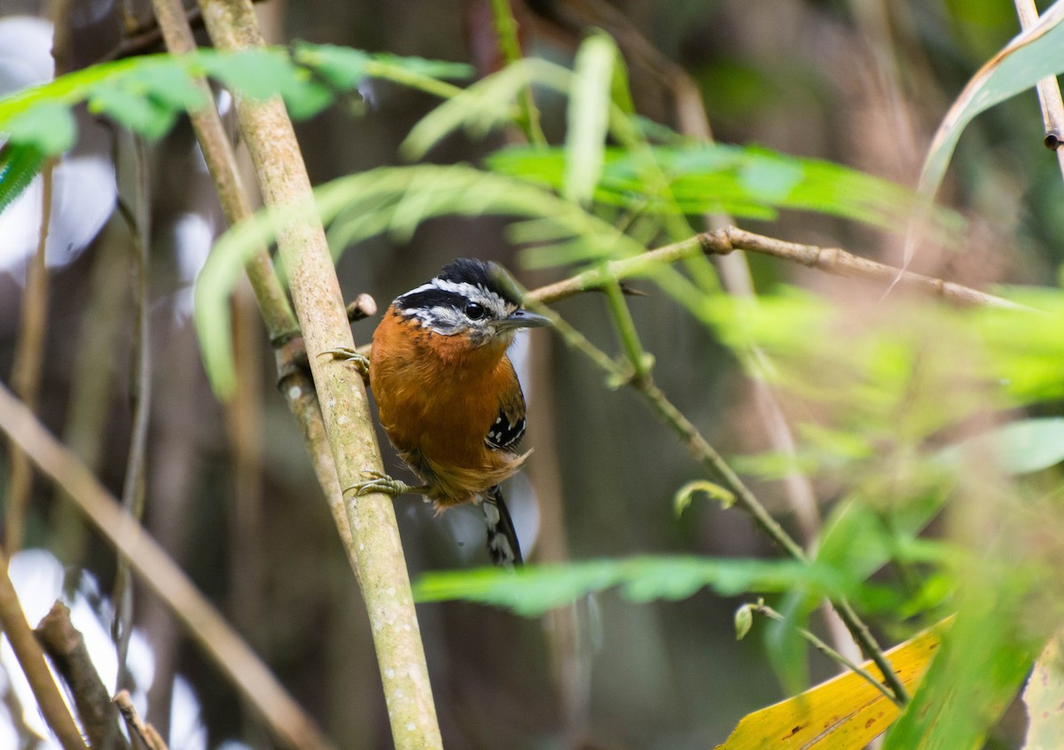 Ferruginous Antbird - ML118647231