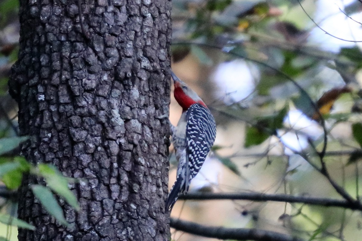 Red-bellied Woodpecker - ML118647811