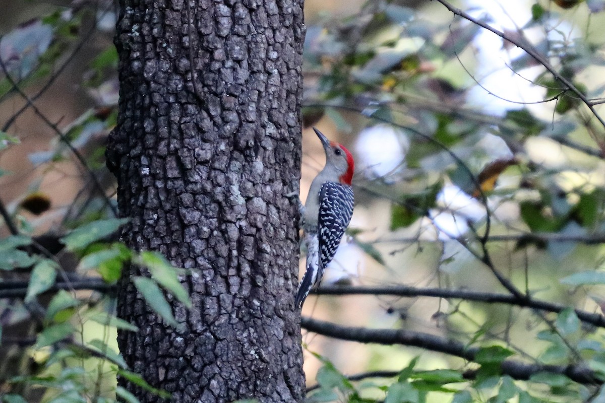 Red-bellied Woodpecker - ML118647821