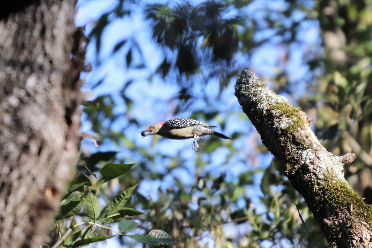 Red-bellied Woodpecker - ML118647831