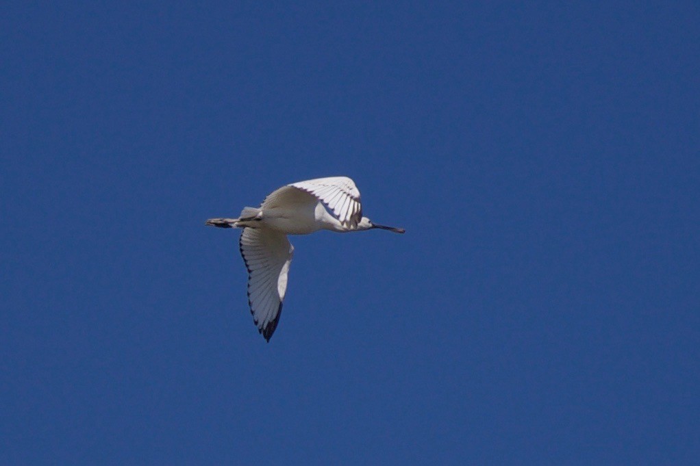 Eurasian Spoonbill - Yasuhiko Komatsu