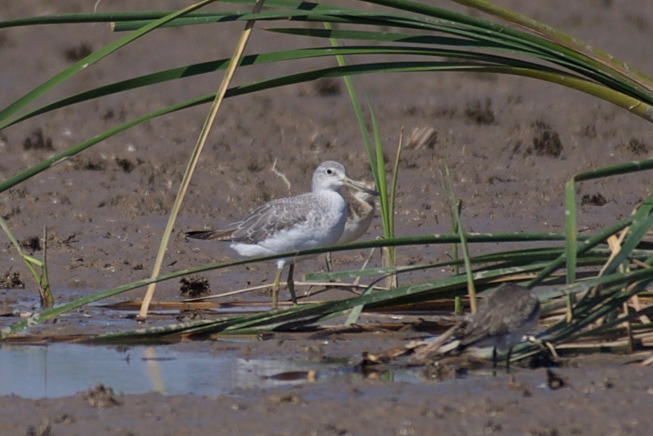 Nordmann's Greenshank - ML118650071