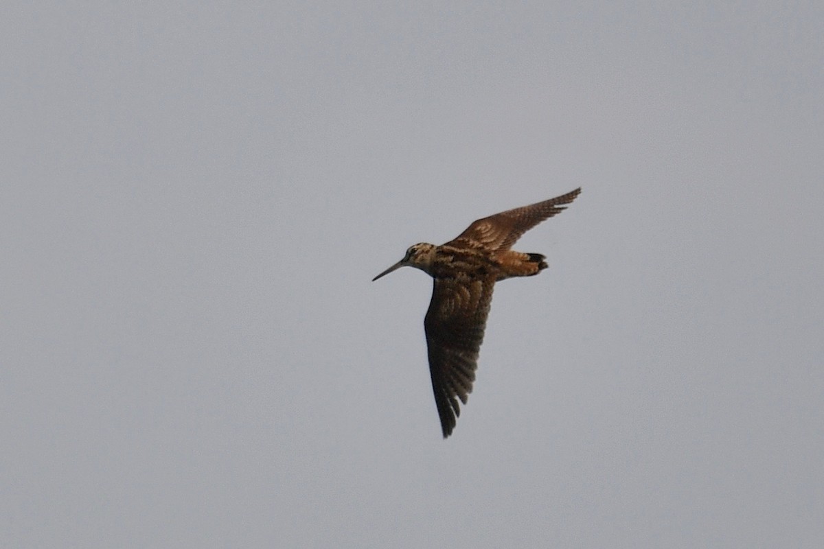 Eurasian Woodcock - ML118650201