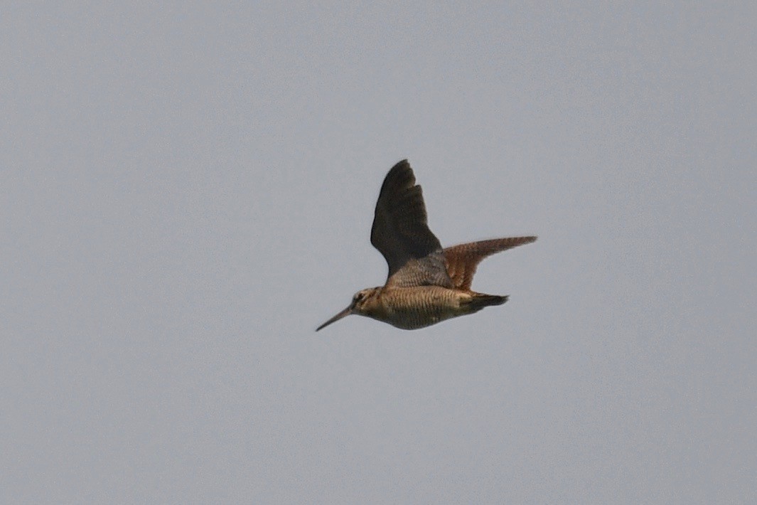 Eurasian Woodcock - ML118650221