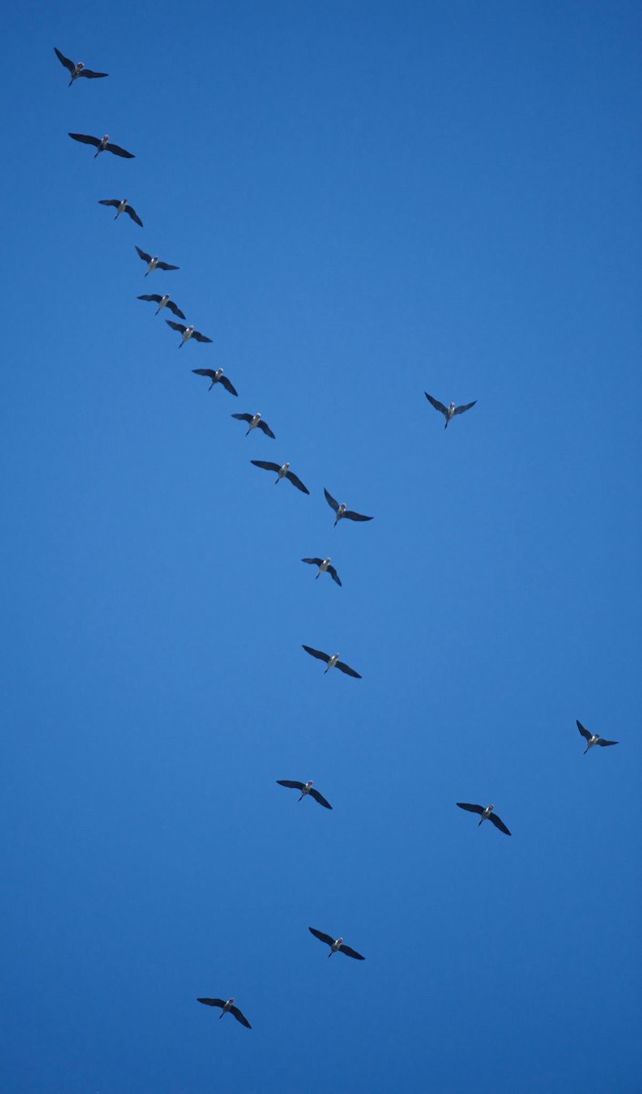 Greater White-fronted Goose - ML118650841