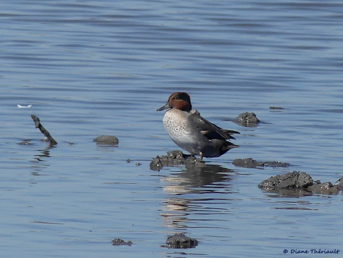 Green-winged Teal - ML118652141