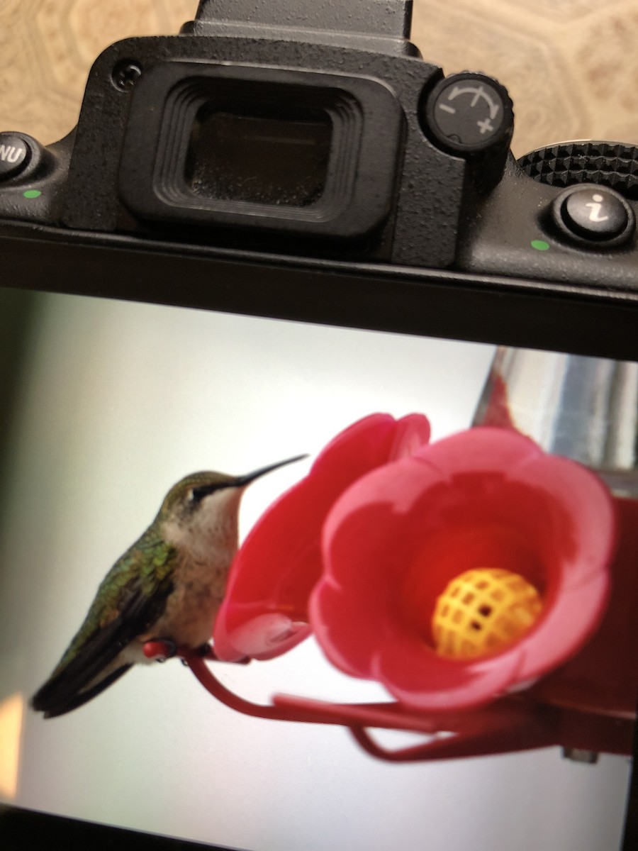 Colibri à gorge rubis - ML118652231