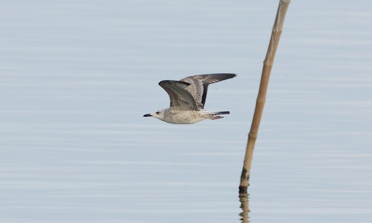 Lesser Black-backed Gull - ML118652321