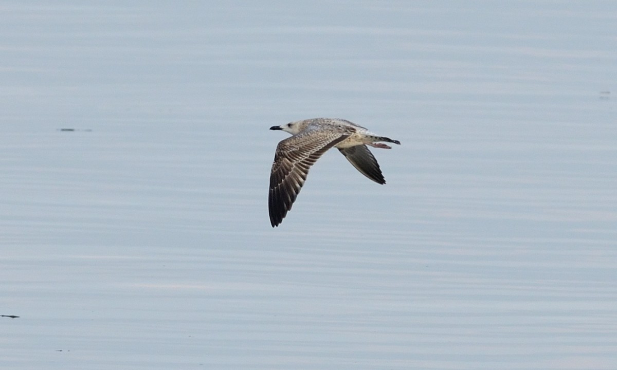Lesser Black-backed Gull - Pongchai Harnyuttanakorn