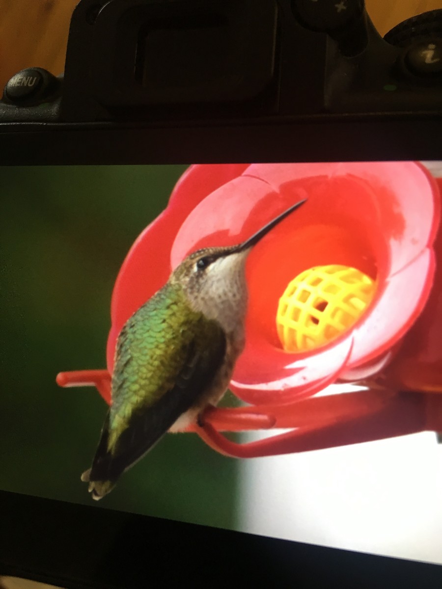 Colibri à gorge rubis - ML118652581