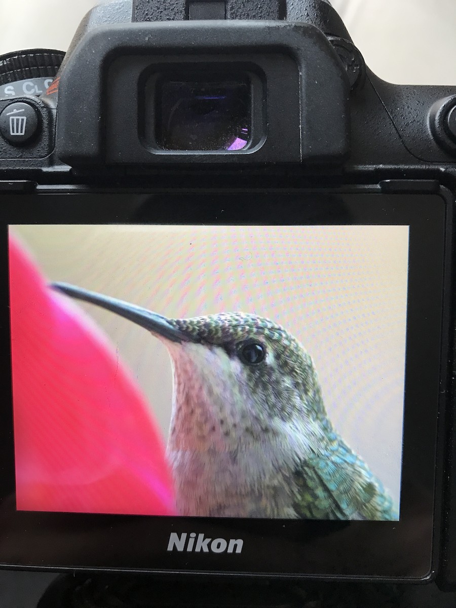 Colibri à gorge rubis - ML118652601