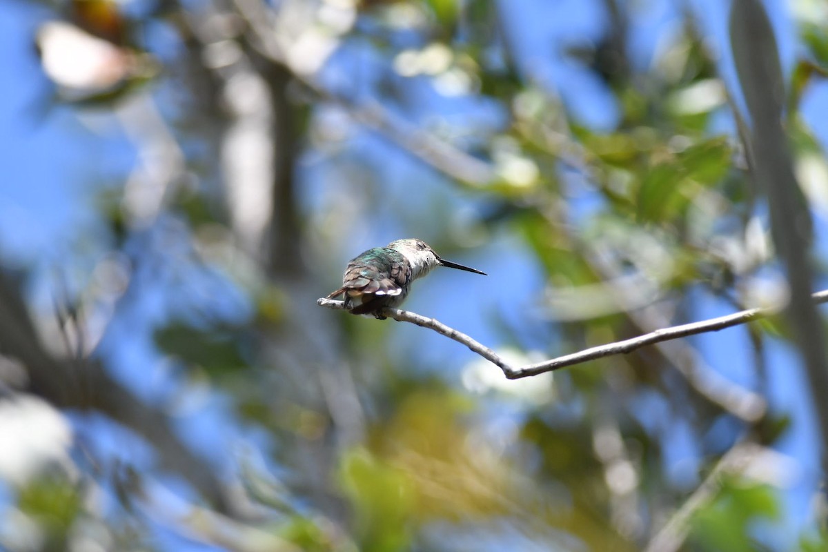 Ruby-throated Hummingbird - ML118652801