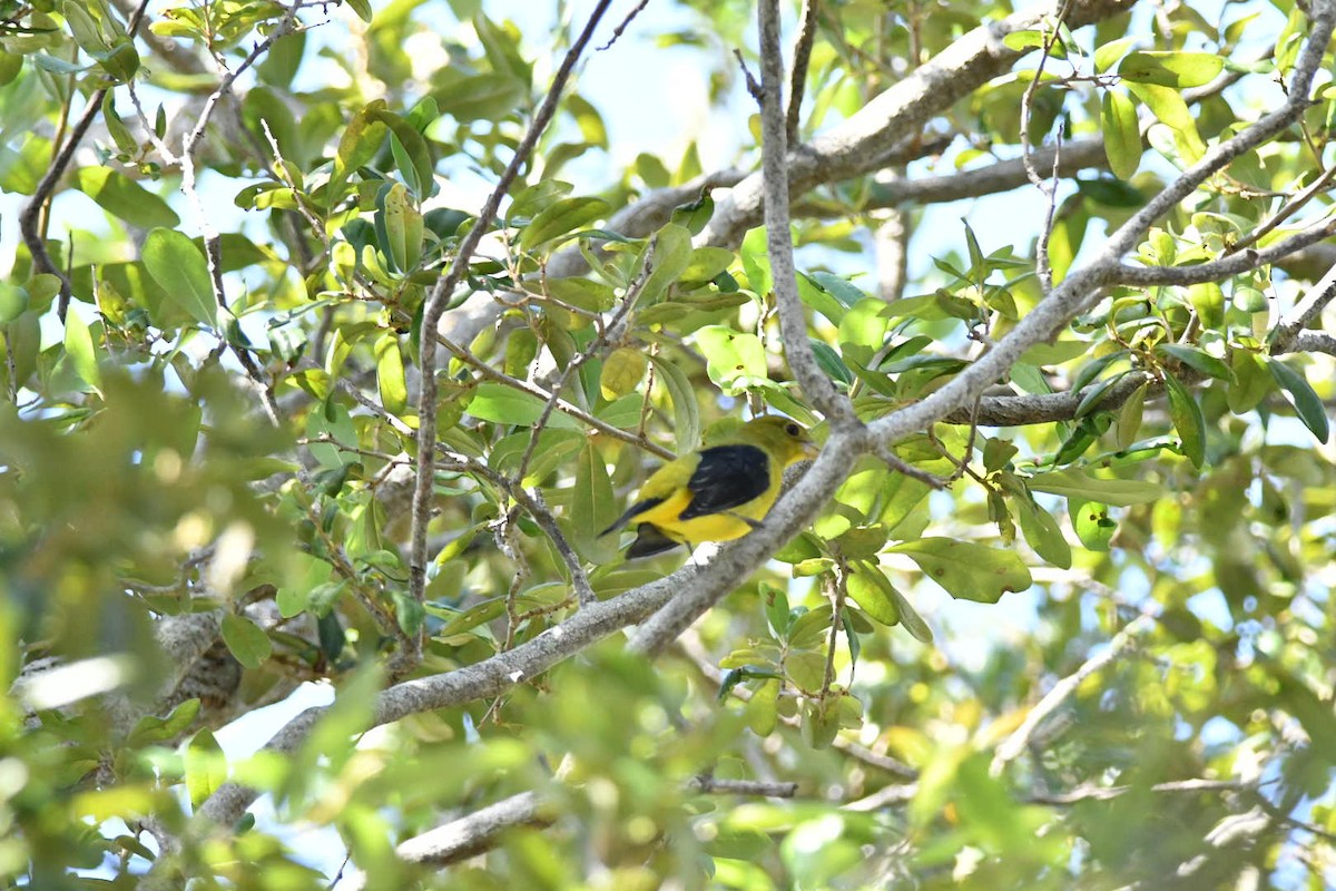 Piranga Escarlata - ML118653141