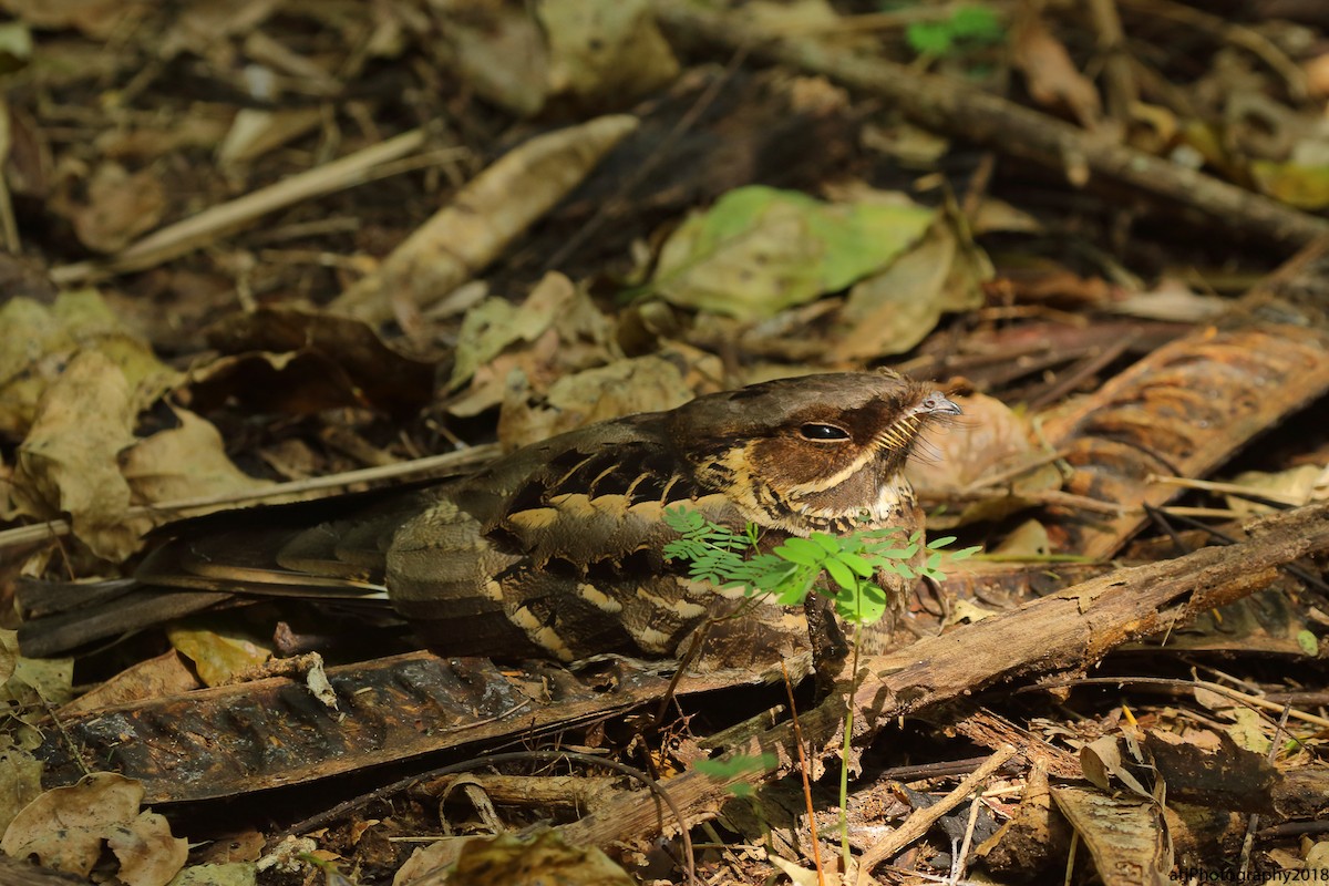 Jerdon's Nightjar - Rahul  Singh