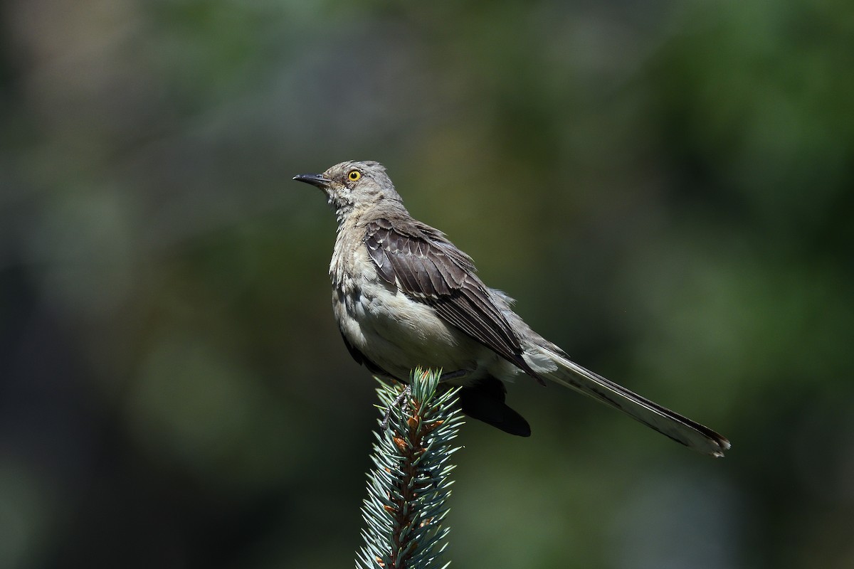 Northern Mockingbird - ML118655941