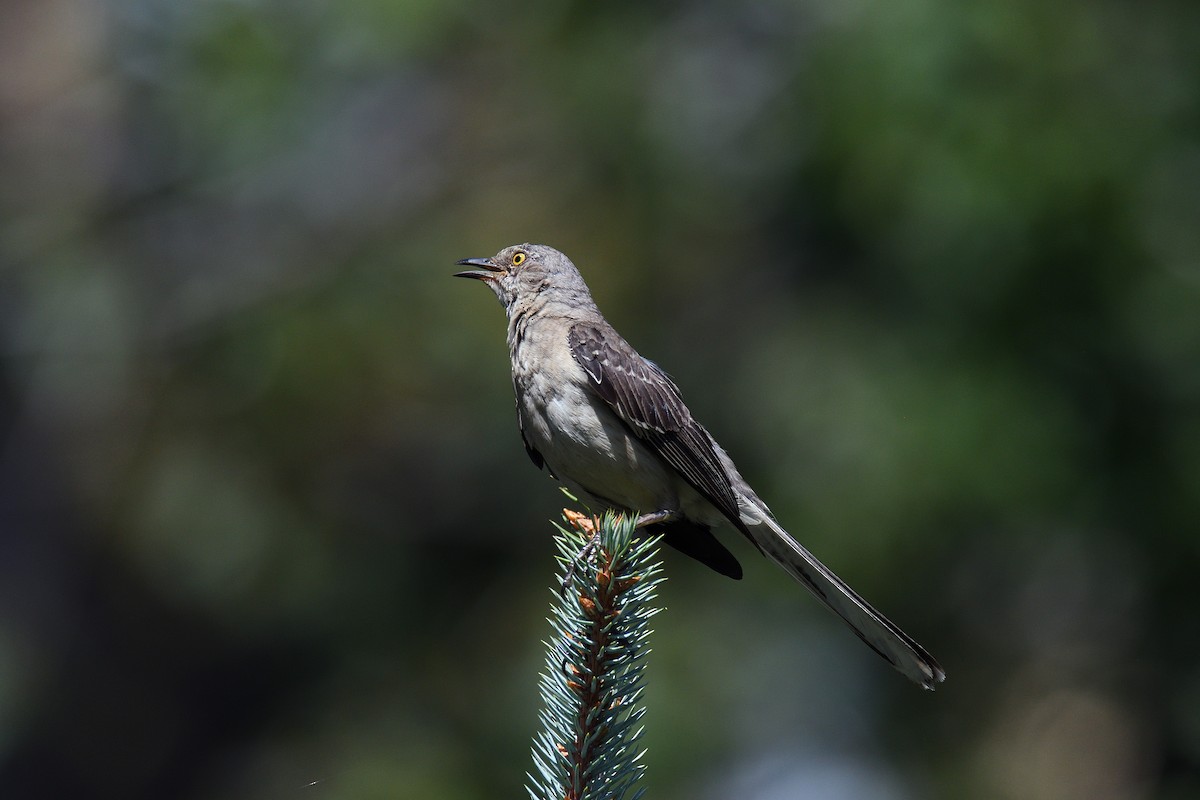 Northern Mockingbird - terence zahner