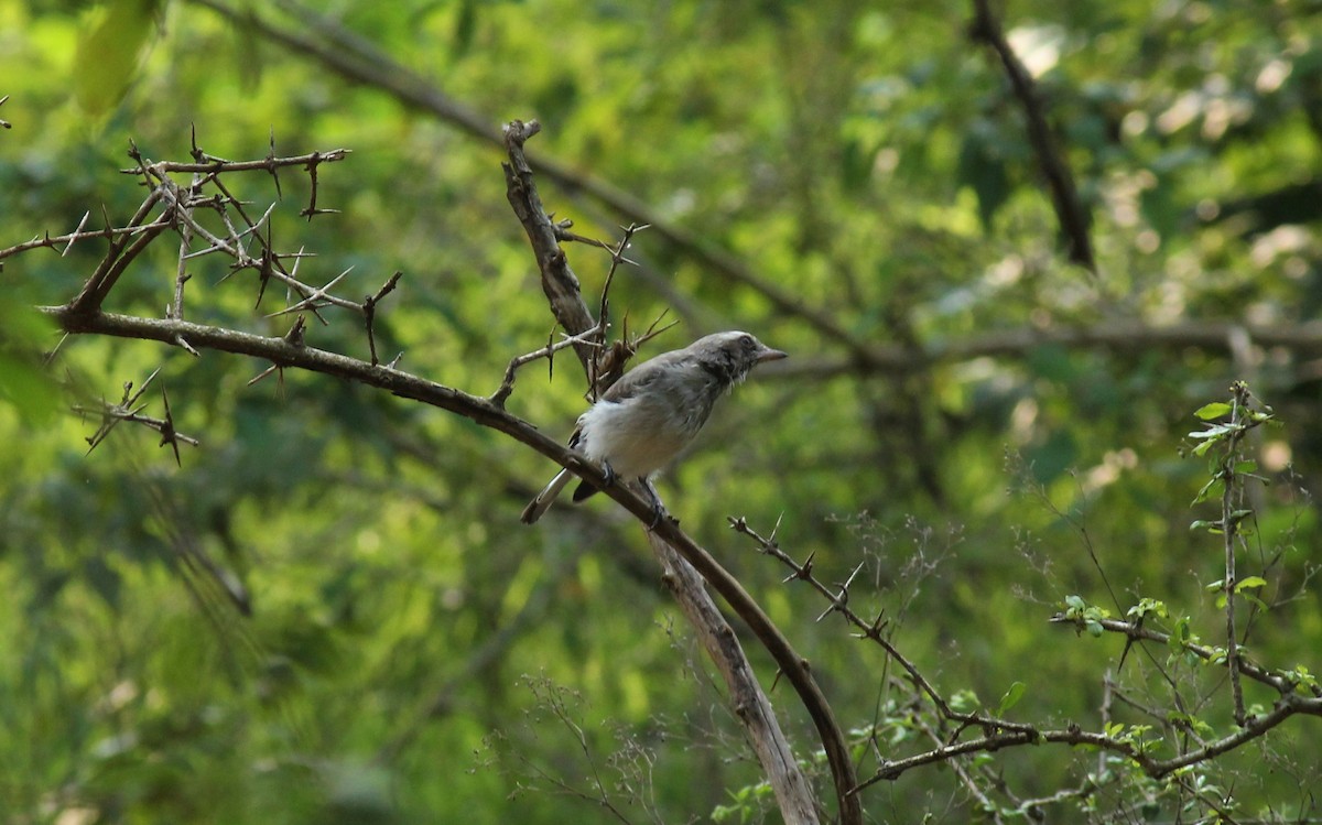 Common Woodshrike - ML118657871