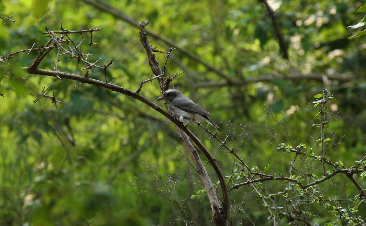 Common Woodshrike - ML118657891