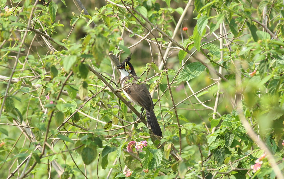 Red-whiskered Bulbul - ML118658971