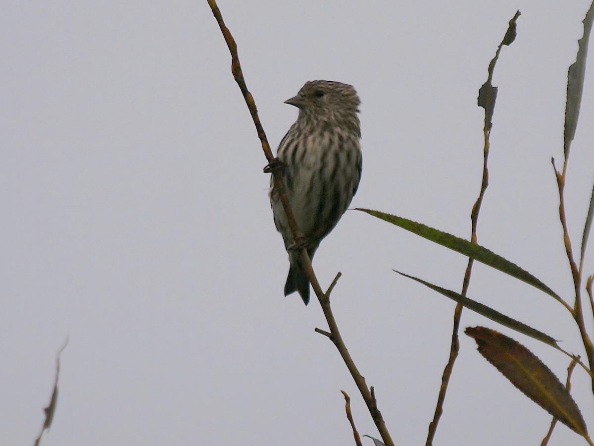 Pine Siskin - Bill Bunn