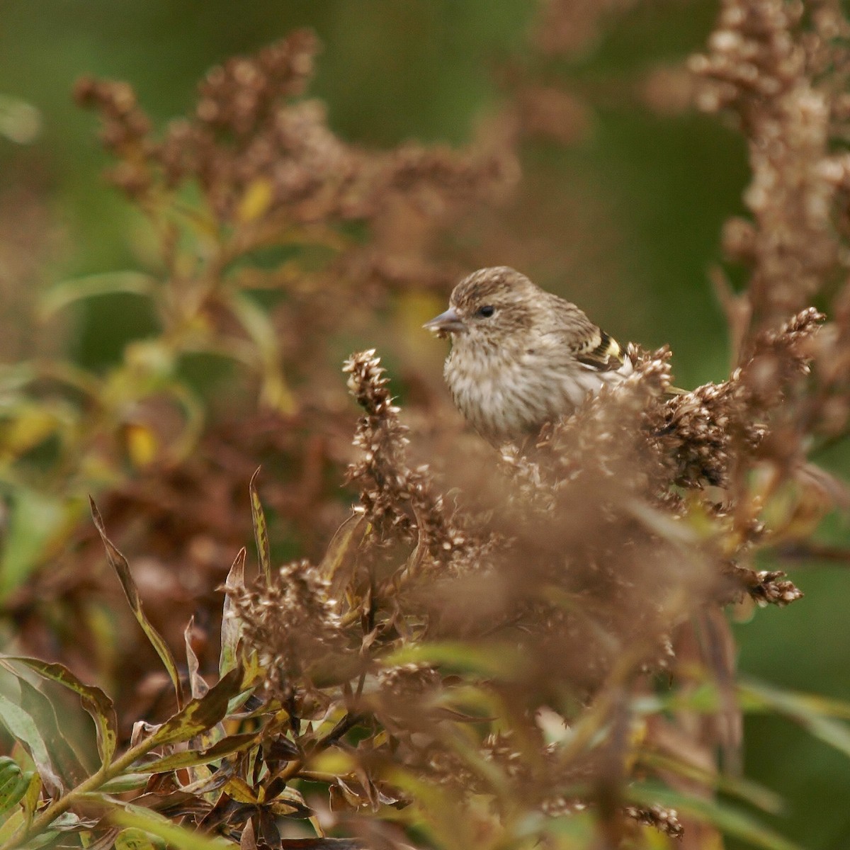 Pine Siskin - ML118661641