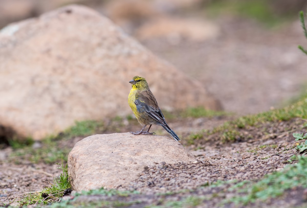 Drakensberg Siskin - Shailesh Pinto