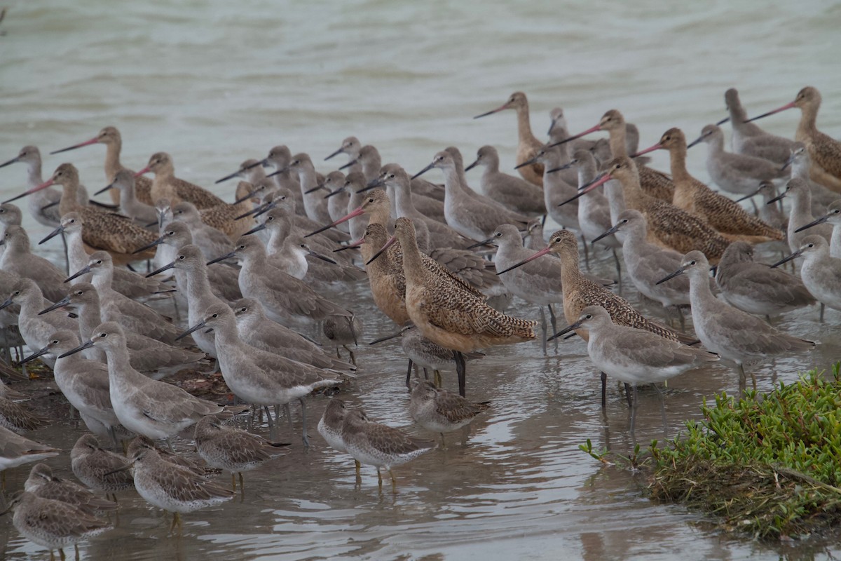Long-billed Dowitcher - ML118664621