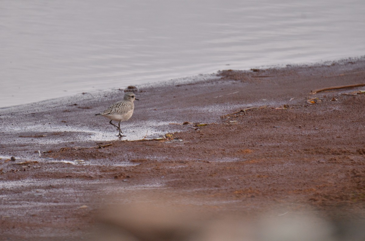 Black-bellied Plover - Jonathan Gagnon