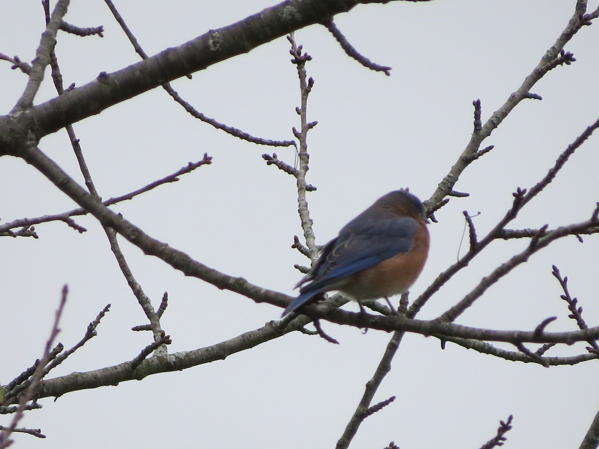 Eastern Bluebird - ML118665671