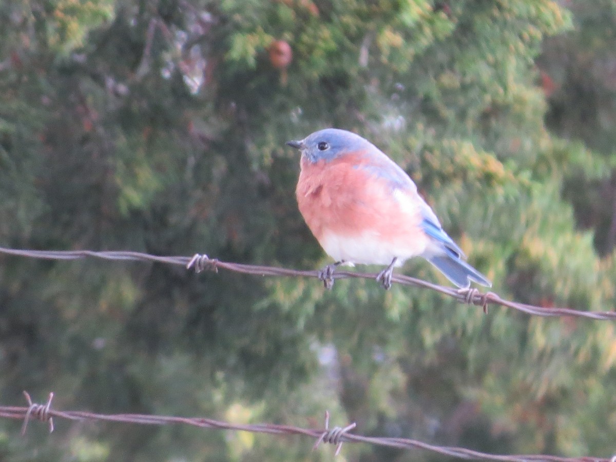 Eastern Bluebird - ML118665681