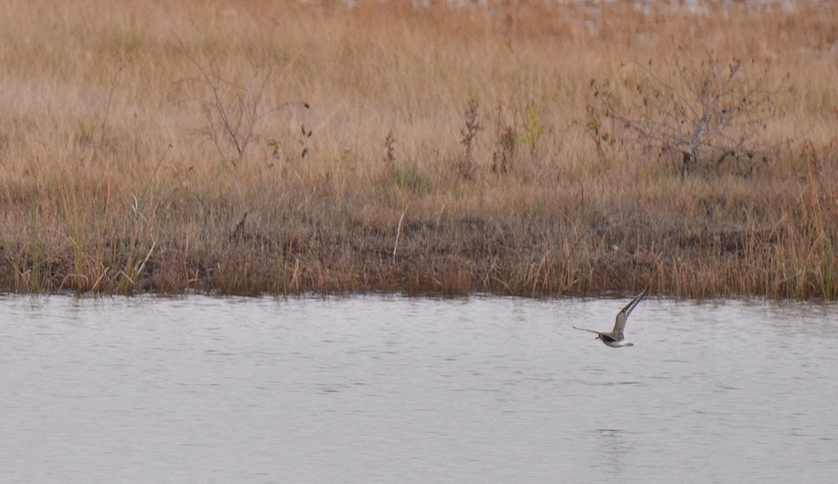 Black-bellied Plover - ML118665761