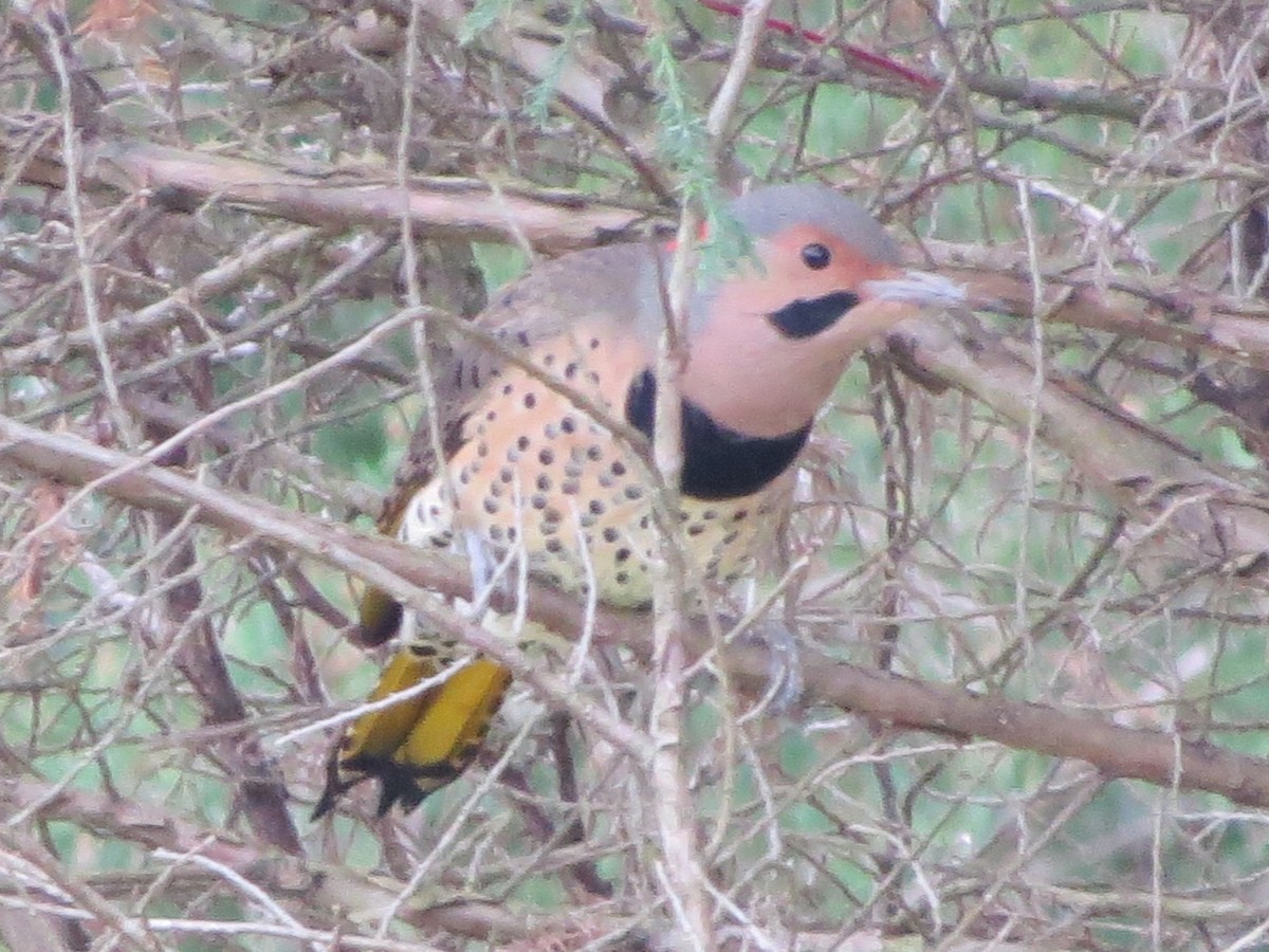 Northern Flicker - ML118665791