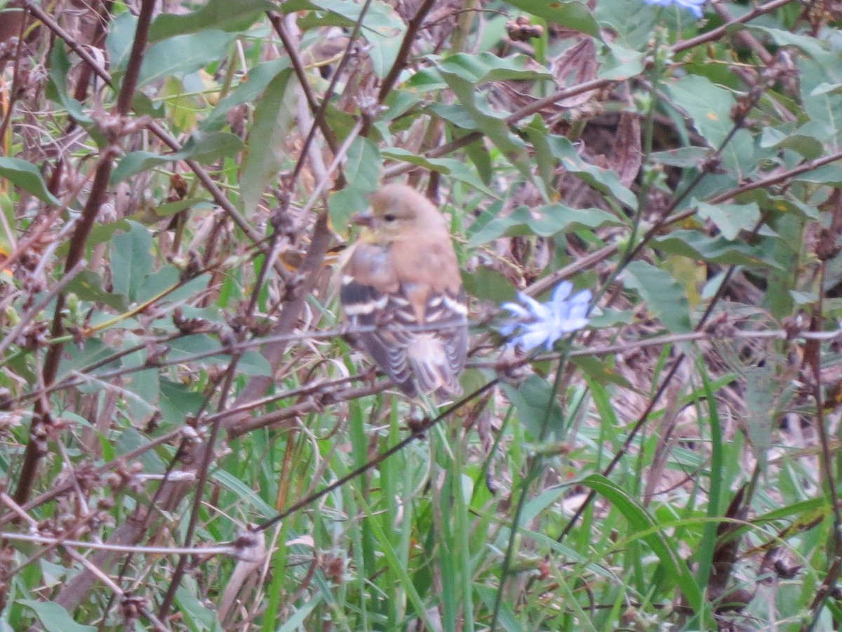 American Goldfinch - ML118665831