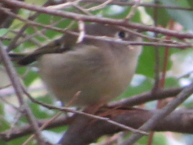Ruby-crowned Kinglet - ML118665921