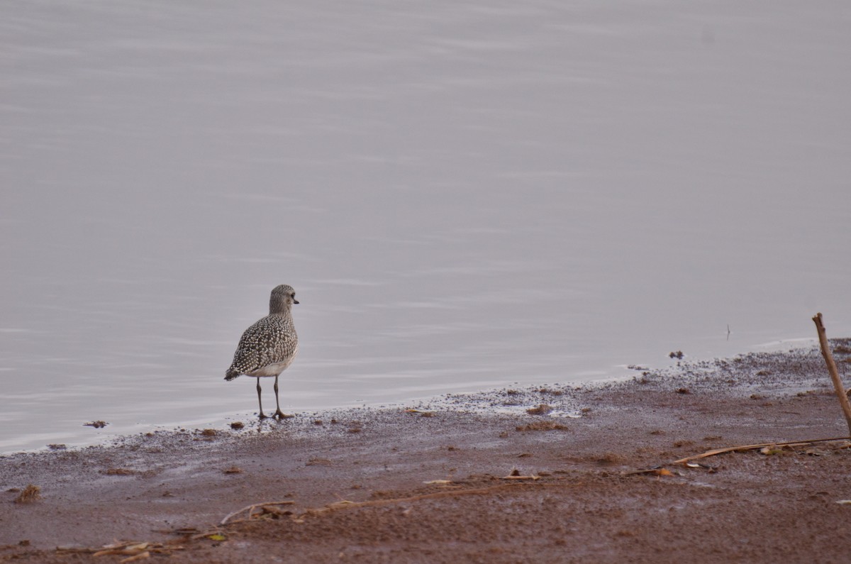 Black-bellied Plover - ML118665951