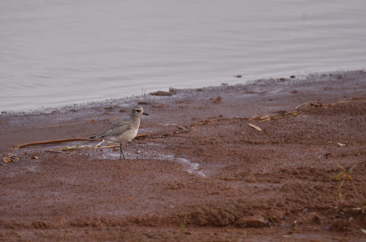 Black-bellied Plover - ML118666011