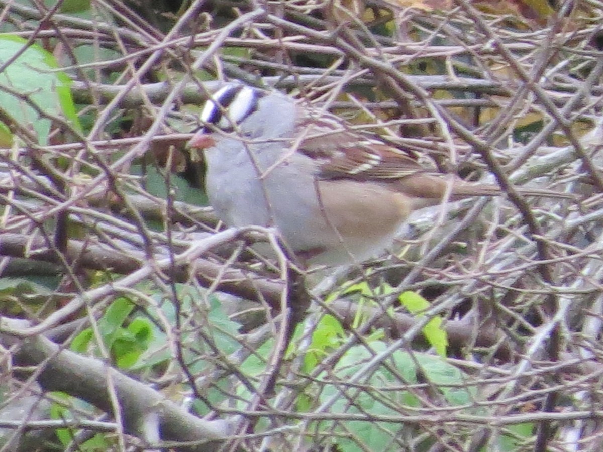 White-crowned Sparrow - ML118666191