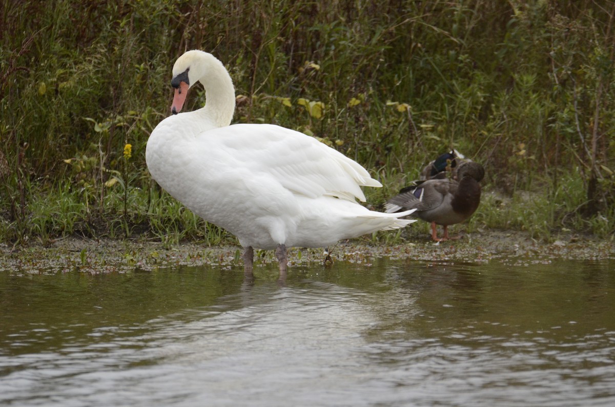 Cygne tuberculé - ML118666231