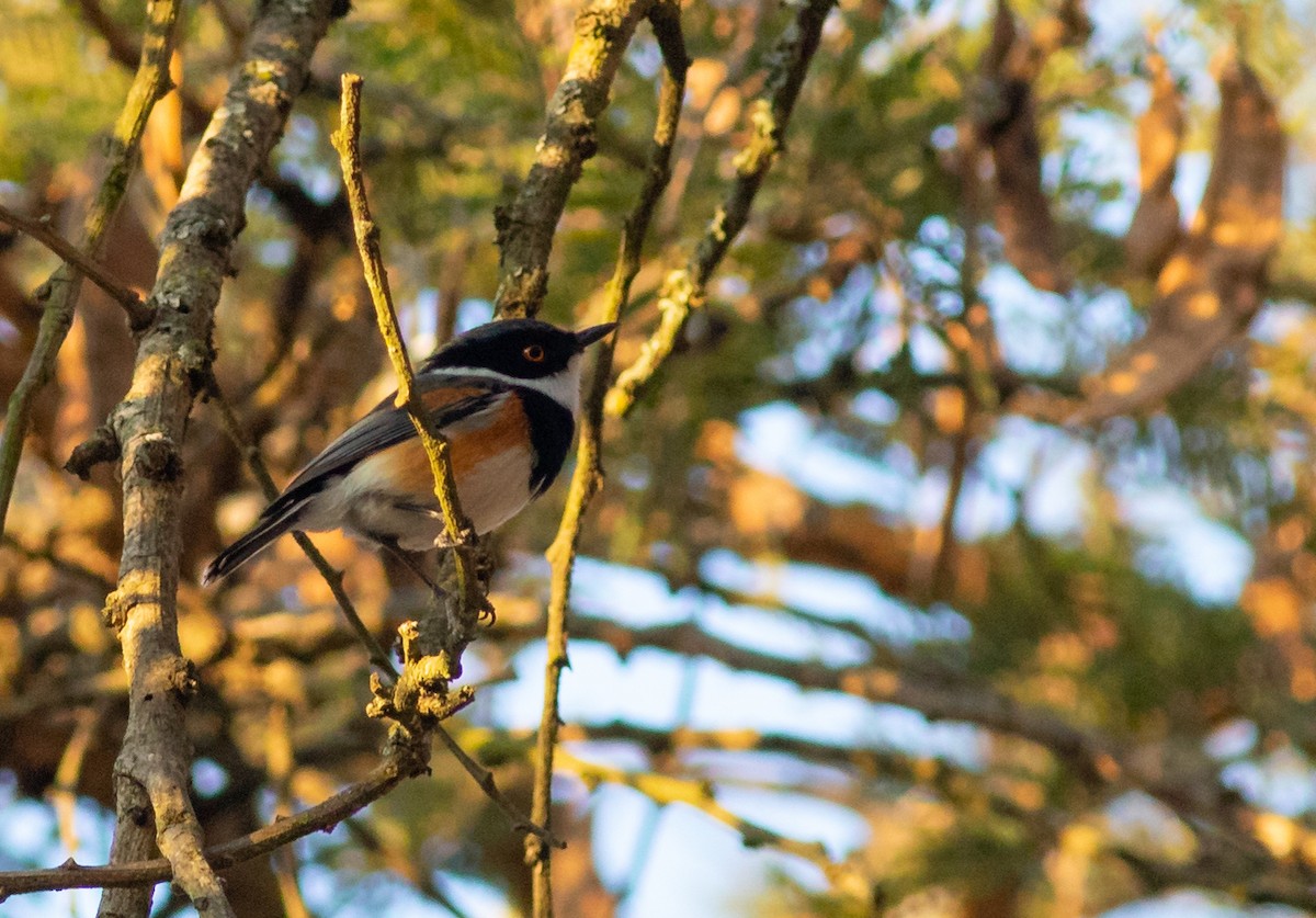 Cape Batis (Gray-mantled) - ML118666251