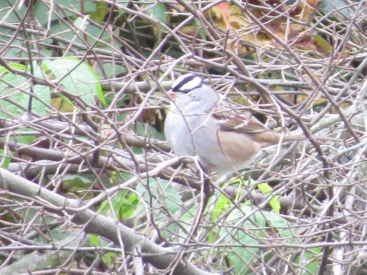 White-crowned Sparrow - ML118666311