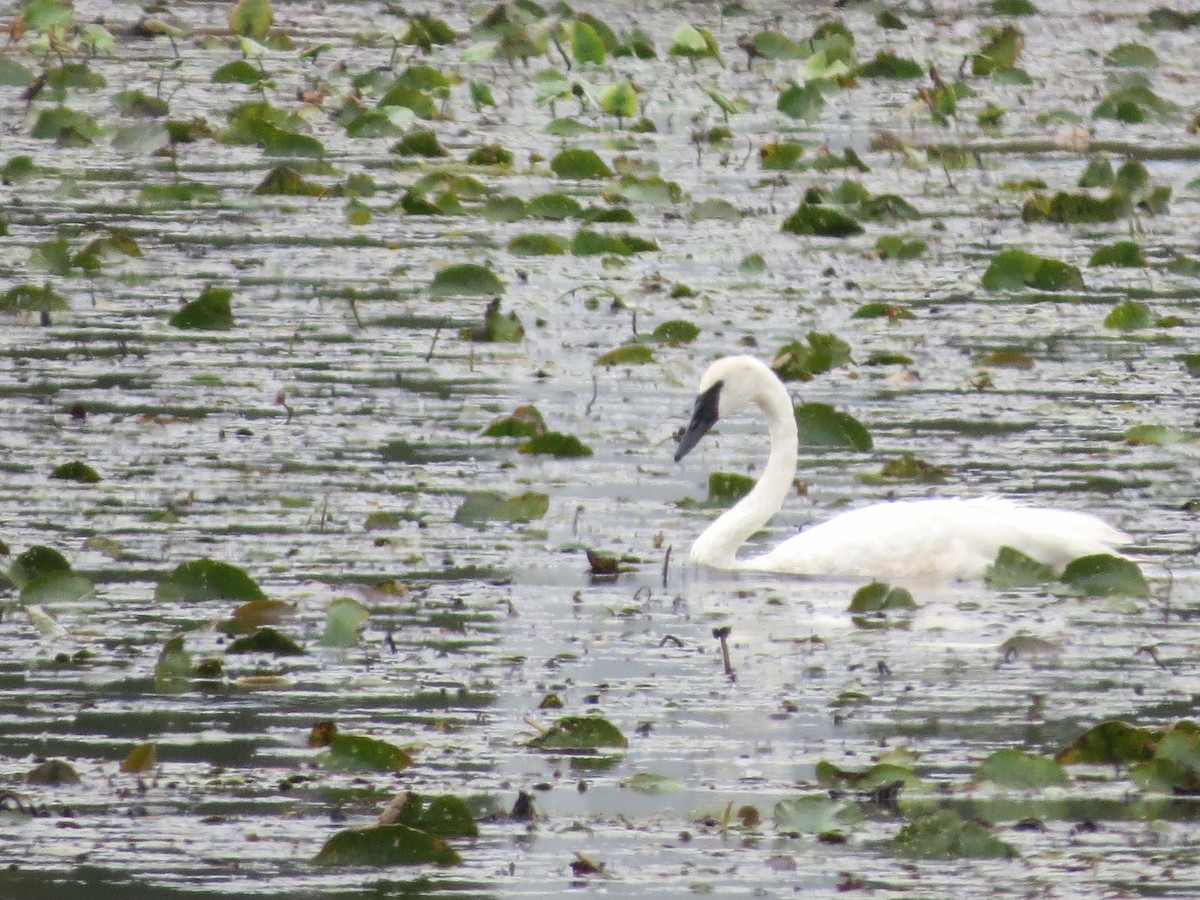Trumpeter Swan - ML118666501