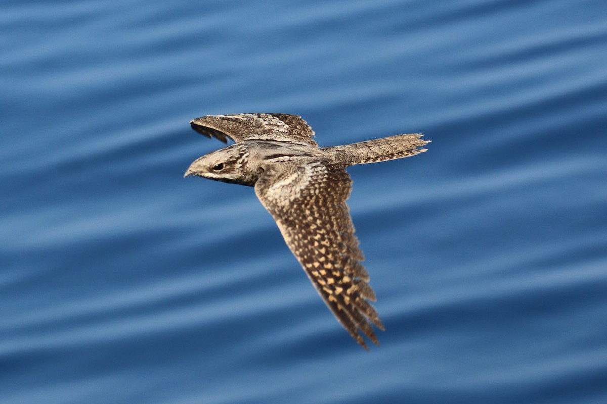 Eurasian Nightjar - ML118667701