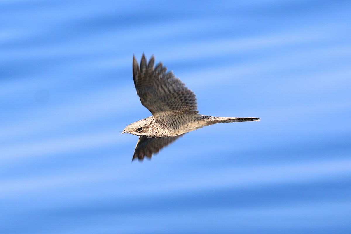 Eurasian Nightjar - ML118667711