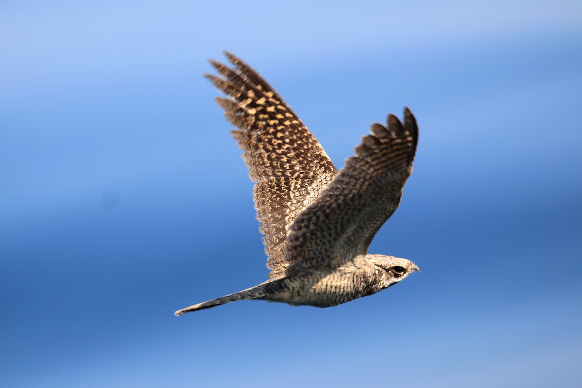 Eurasian Nightjar - ML118667751