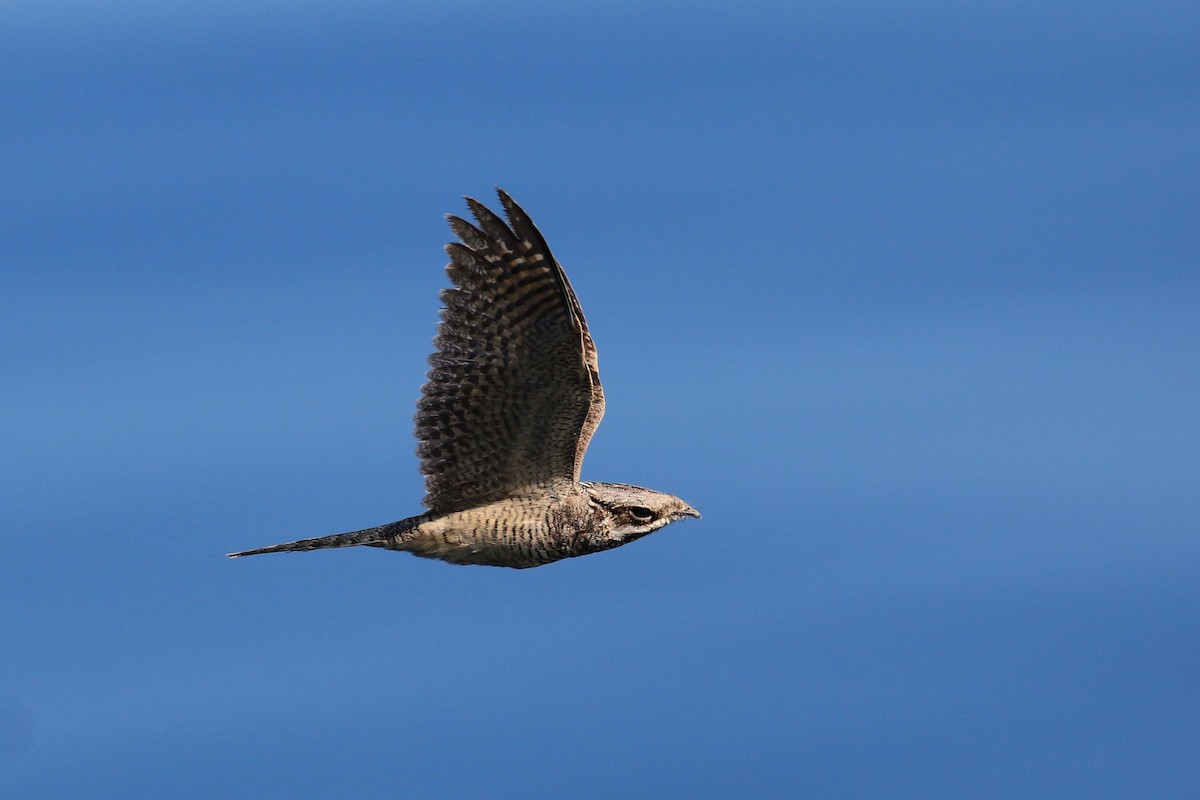 Eurasian Nightjar - Oscar Campbell